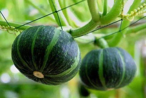 玫瑰牙吃瓜视频,揭秘娱乐圈幕后故事