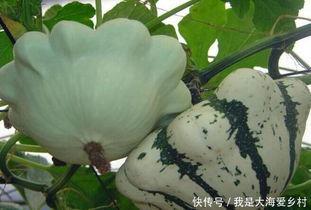 晒干的瓜怎么吃,晒干瓜果的多样美味食用指南