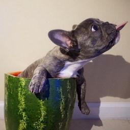 狗可以吃剑瓜吗,狗狗的绿色美食探索