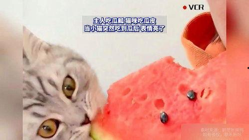 猫可以吃瓜,瓜果新宠，猫咪的夏日美味