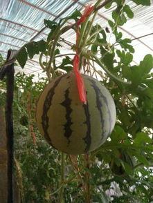 吊瓜的地下瓜怎么吃,吊瓜地下瓜的美味食法揭秘