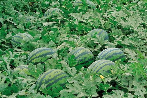 夏天田园吃瓜拍照,夏日田园瓜影留痕