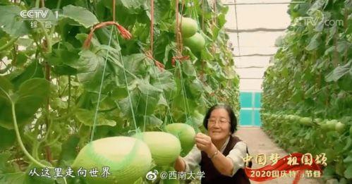 厦门翔安教师吃瓜