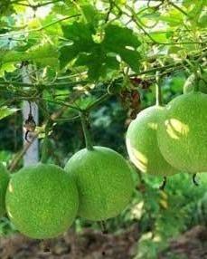 瓜萎籽可以长吃吗,长期食用的健康益处与注意事项