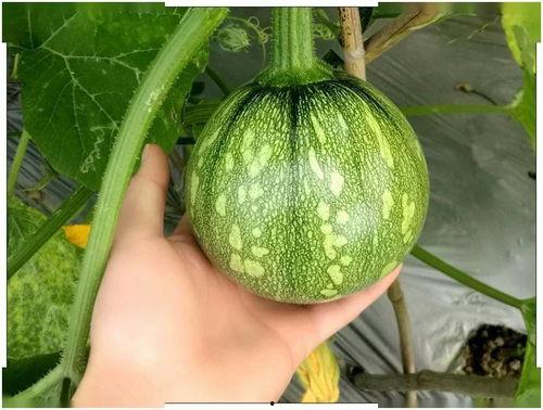 吃瓜的小白光,揭秘吃瓜小白光的趣味生活