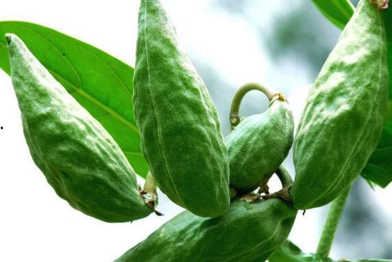 牛吃不吃角瓜,探寻牛是否喜食的神秘果实