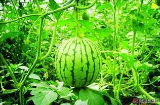 夏天吃瓜视频,跟着吃瓜视频畅享清凉时光