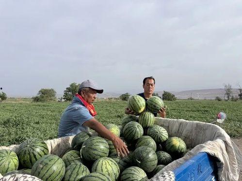 本是吃瓜季节,揭秘吃瓜季节的趣味与奥秘