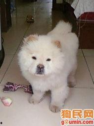 吃瓜松狮,揭秘网红宠物的日常趣事