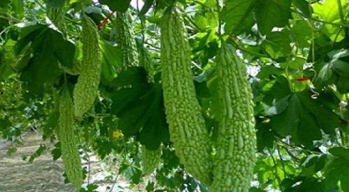 广州理工吃瓜事件,校园风波背后的真相与反思