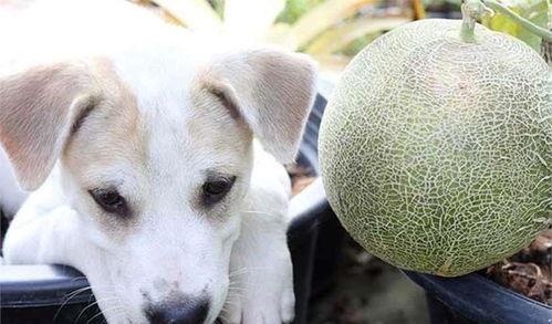 狗可以吃兰州蜜瓜么,兰州蜜瓜，狗狗可以吃吗？