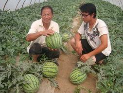 满朝文武吃大瓜合集,大瓜合集里的宫廷风云录