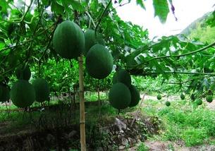 吊瓜咋吃,解锁吊瓜的多彩吃法