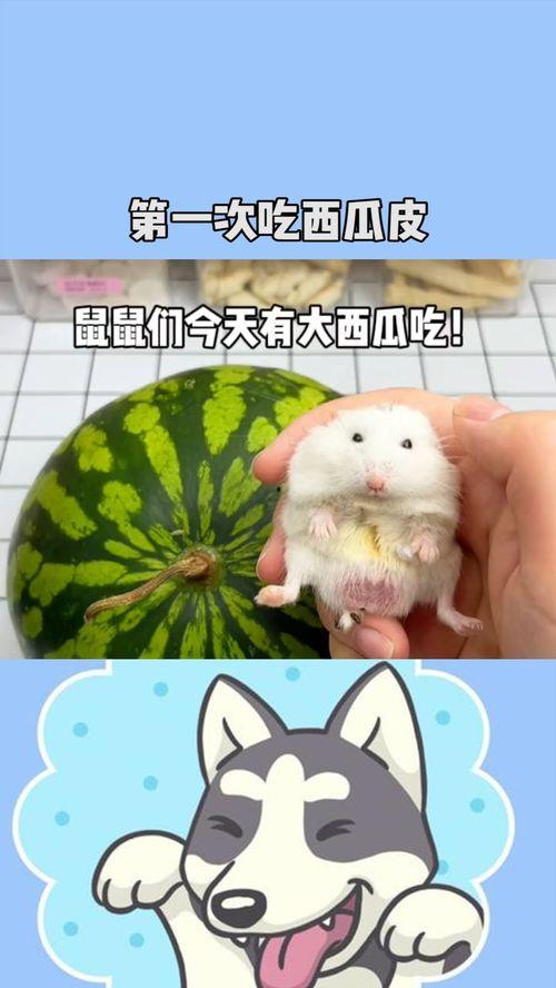 老鼠简笔画吃瓜